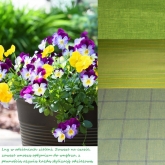 Zielone lny koszulowe